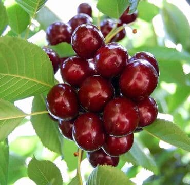 goycayda torpaq satılır: 10 sot, Kənd təsərrüfatı, Maklerlər narahat etməsin, Kupça (Çıxarış) — 4