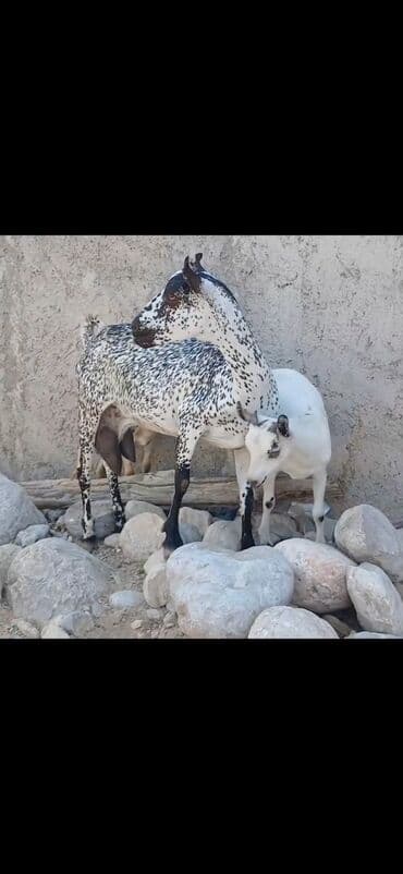 çəpiş əti: Dişi, il: 1 — 5