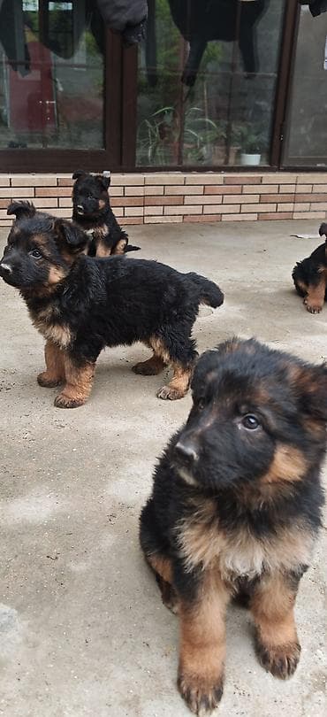 Alman çoban iti, Dişi, Peyvəndli, Ünvandan götürmə