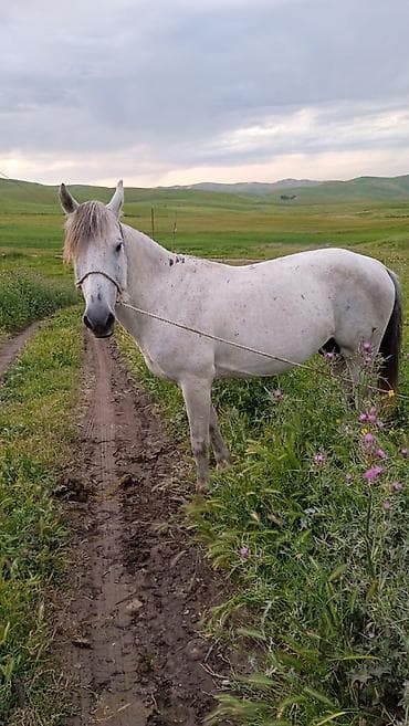 coban iti qiyməti: Yorga at, 30+ süreti var, 6 yaşı var — 2