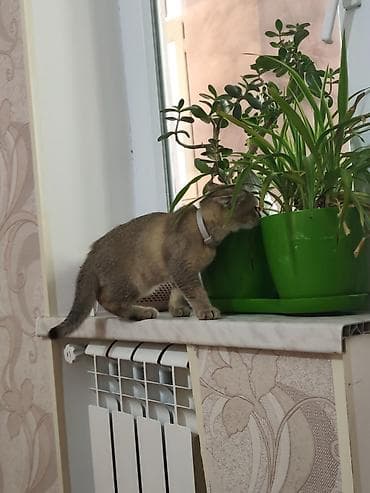 Кошки: Шиншилла, Самец — 3