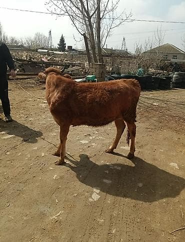 qiz it adlari: Dana, buzov — 4