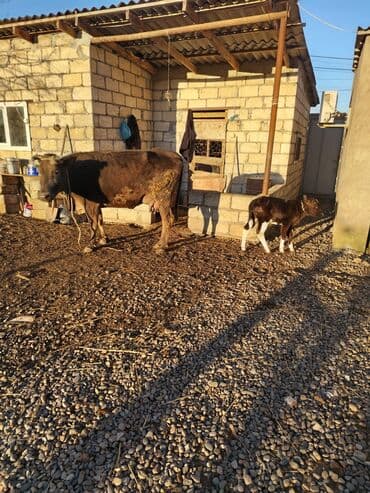 balaca dana: 3 cü balasıdı təzə doğub balası erkəkdi südü 3 döşünnən 7.8 litir — 2