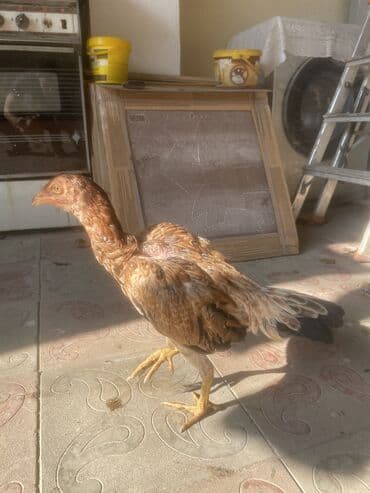 sumqayıtda cucə satışı: 5aylarına az qalb. Super cins qandılar. Kimnən gəldiyini voda ətraflı — 6