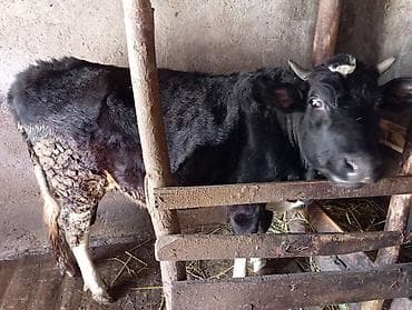 cins iney: Dişi, il: 2, Ətlik — 1