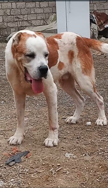 Erkek lalafo.az -da Erkek