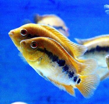 продажа аквариумных рыбок: Цихлид — 5