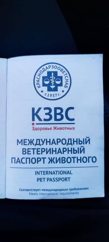 setteri it cinsi: Pudel, Sənədli — 8