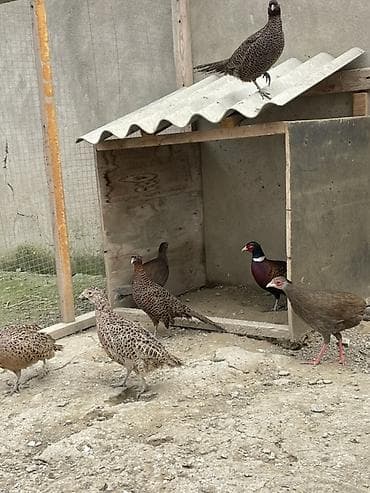 danşan quş: 1 xoruz qafqaz 1 illik 2 fərə qafqaz 8 aylıq 2 fərə rumin 8 aylıq 1 — 2