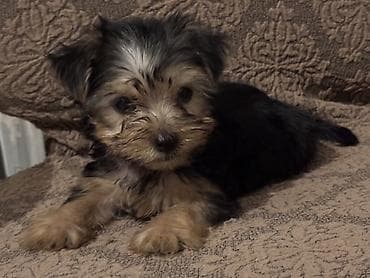 york terrier: Yorkşir teryer — 2