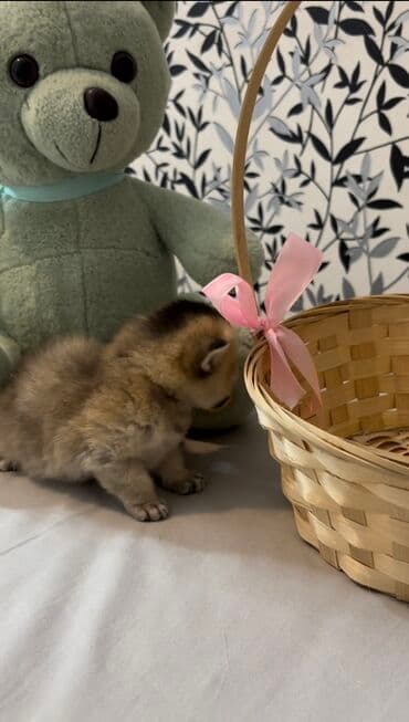 ən ucuz pişiklər: Şinşilla, Dişi, Erkək, Ünvandan götürmə, Ödənişli çatdırılma — 6