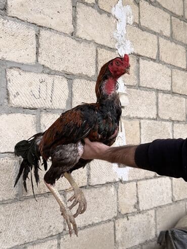 2 ayliq cuceler: Xoruz, il: 2, Ünvandan götürmə — 1