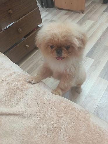 pekinis it: Pekines, 5 ay, Erkek, Peyvəndli, Ünvandan götürmə — 6