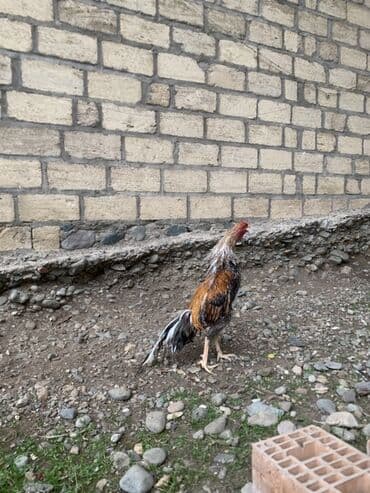 Hint horoz - Cins/tip: Uzun ayaqlı, yığcam bədənli yerli döyüş tipi