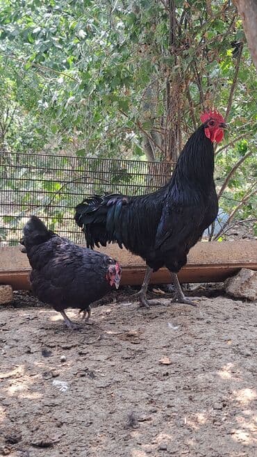 животные в добрые руки баку: Toyuq, Australorp, Damazlıq, Pulsuz çatdırılma — 4