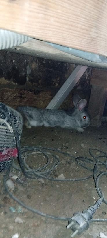 ev dovşanları: Boz rəngli ev dovşanı dişidi - Növ: ev dovşanı (qısa tüklü — 1