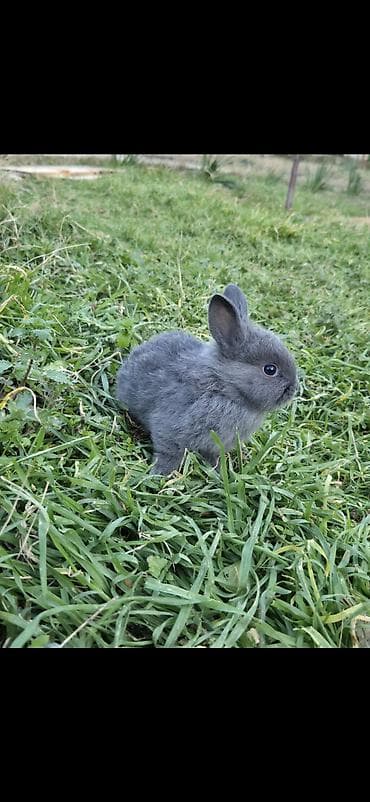 Heyvanlar üçün mallar: Dovşan balaları - Rənglər: ağ, boz, tünd (qara) Şəkillərdə görünən — 2