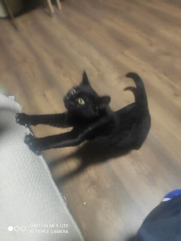 sibir pişiyi: Yaxşı əllərə — 2