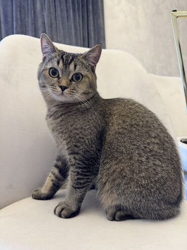 Digər heyvanlar: Tabbi, Erkək, Cütləşmə üçün, Ünvandan götürmə — 6