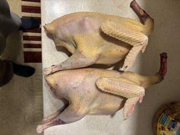 pinqvin sekilleri: Məhsul: Təmizlənmiş Hinduşka bu ilin fərələri Buyurun Fərələrin Kq 22 — 2