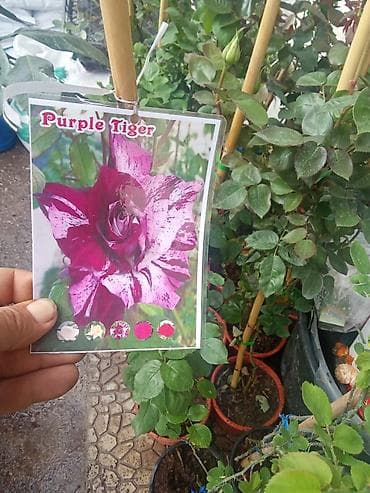Məhsul: Purple Tiger qızılgül sortu (kol halında, qablarda)