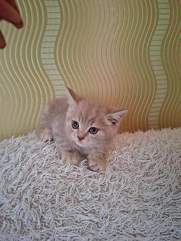 sari pisik: Qızıl şinşilla, Erkək, Yaxşı əllərə, Ünvandan götürmə, Ödənişli çatdırılma — 6