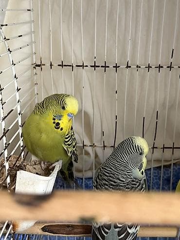 tutuquş: Cute haxir cex quslar 1illik -20 azn 1,5 illik-25azn iri quşlardı ve — 3