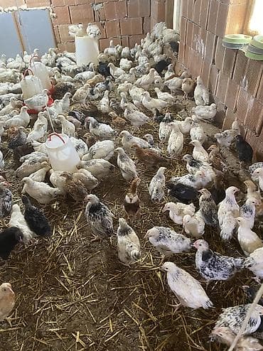 tovuz qusu satilir: Курица, Для разведения, Бесплатная доставка — 5