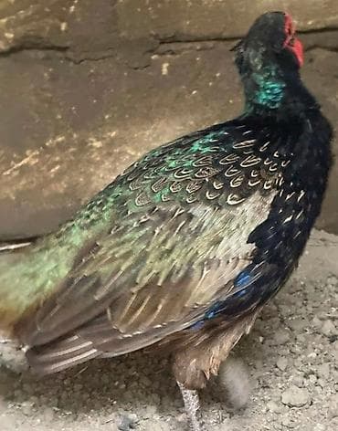 Məhsul: Qırqovul quşları (erkək və dişi) ailə satılır qiyməti birinə — 4