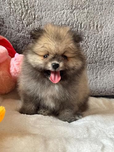 şotland pişik: Şotland — 6