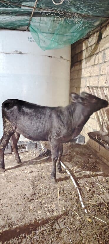 Super dana Super saglam danadi sudlu heyvanin balasidi zeng catmasa lalafo.az -da Super dana Super saglam danadi sudlu heyvanin balasidi zeng catmasa