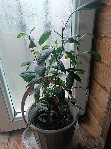 cinar ağacı: 🌱 Satılır: Calaq olunmuş limon ağacı (ev şəraitində yetişdirilib)** — 1