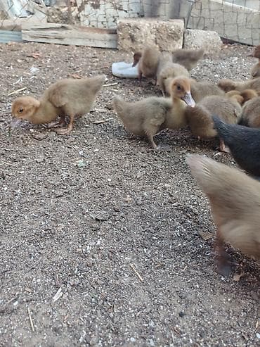 at bazar: Erkək, | Lal ördək, Damazlıq, Ünvandan götürmə — 3