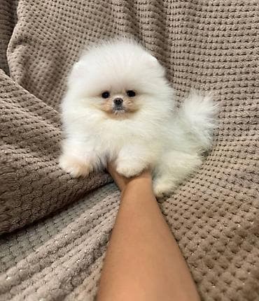 Pişiklər: Şpitz, 2 ay, Sənədli — 1