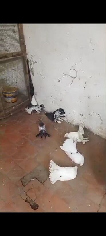 hələb kecilərin qiyməti: Salam pavlinlər satılır Rusiya və Alman sortudu bir ədədi 10manata — 2