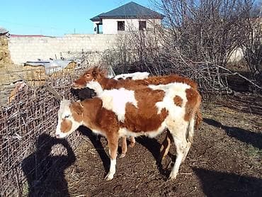 Птицы: Теленок, Самка, месяцев: 1, 100 кг, Для мяса, Самовывоз, Платная доставка — 10