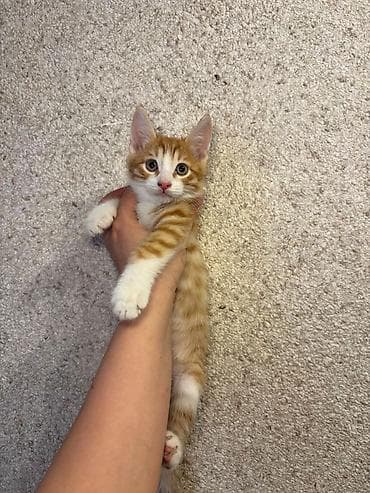 Pişiklər: Erkək, Dişi, Yaxşı əllərə — 3