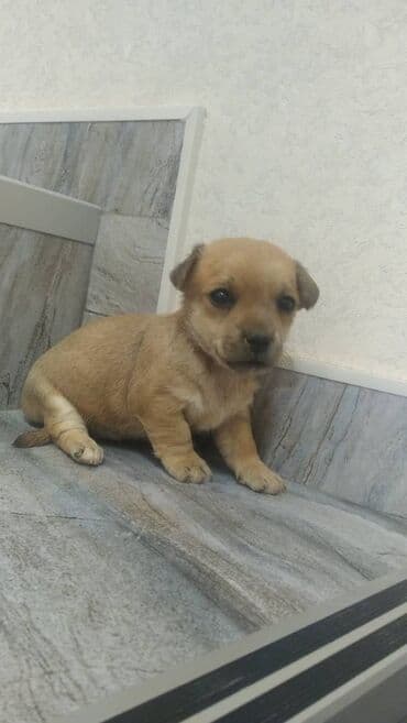 собака отдам в хорошие руки: Zvonok — 5