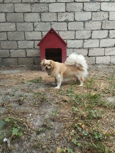 balaca tuklu itler: Pekines — 1