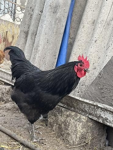 Gəmiricilər: Satlıq xoruz – qara rəngli, iri gövdəli, parlaq tüklü. - Cins: yerli — 2