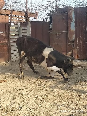 diwi dana: Qara-ağ rəngli dana/buzağı - Cinsi: erkək - Rəng: kürək və gövdədə — 4
