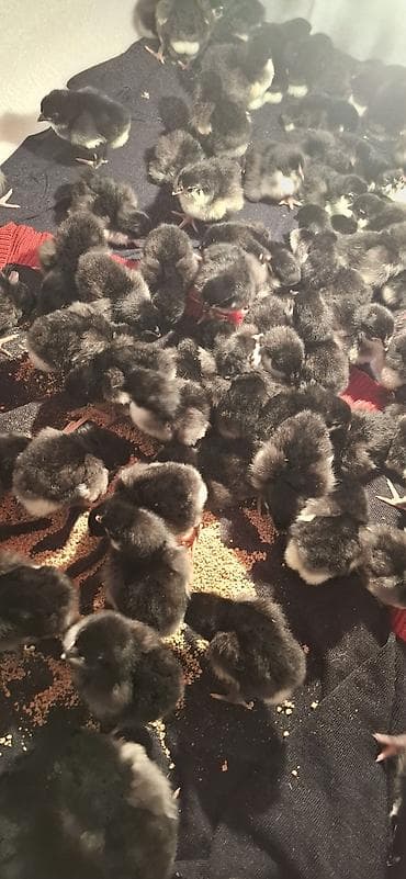 Akvariumlar: Təmiz qan Alman Astroloq cücələri satışdadır.🇩🇪 — 7