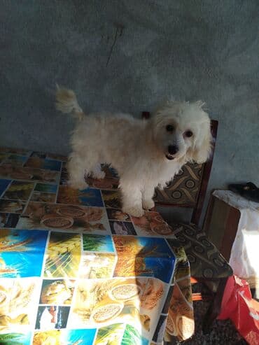 it şəkiləri: Malta bolonka, 7 ay, Dişi, Pulsuz çatdırılma — 5