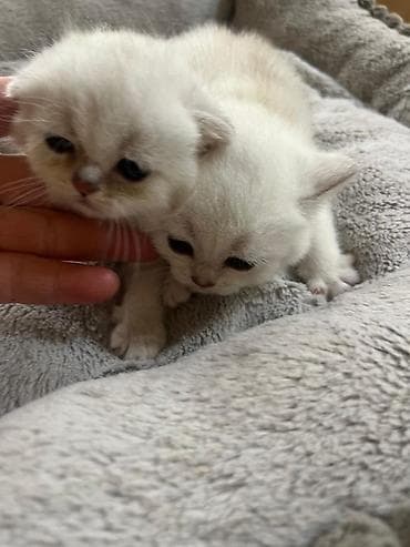 menks cinsli pişik: Şinşilla, Erkək, Dişi — 3