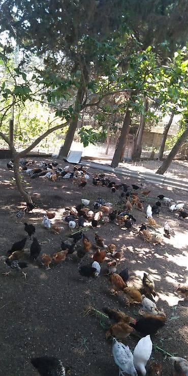 ponpon cücələri: Toyuq cücələri, Damazlıq — 8