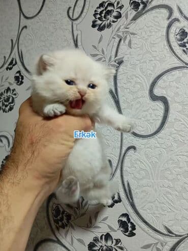 şotlan pişik: Şotland yastı qulaq, Erkək, Dişi, Yaxşı əllərə, Ünvandan götürmə, Pulsuz çatdırılma, Ödənişli çatdırılma — 48