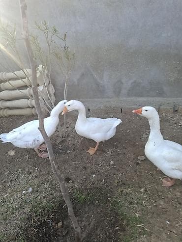 Гуси: Ağ qazlar – həyət/quşçuluq üçün - Növ: ağ ev qazları (yerli — 1