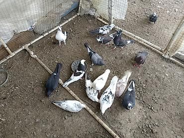 mal qara qusar: Salam kom satirlir 4 m dan isdeyen elaqe saxlasin asaqi yeri olmaz! — 1