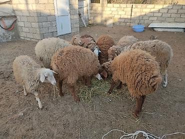 Erkey qoyunlar 8 eded hamsi erkeydi