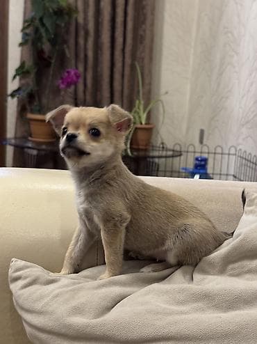 ordek bala: Çixuahua — 1